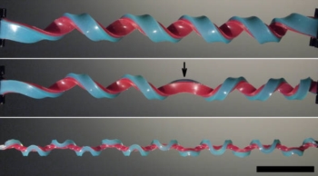 Scoperta una nuova forma geometrica. E' un'elica 'impazzita' che cambia il verso della curvatura