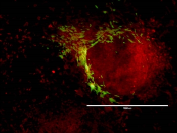 Dalla coda delle lucertole il segreto per ringiovanire le cellule. E' in un gene regista della riprogrammazione