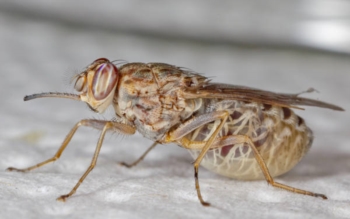 Decifrato il Dna della mosca tsè-tsè. Così sarà più facile debellare la 'malattia del sonno'