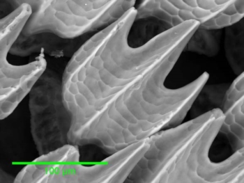 Costruita la pelle di squalo artificiale. Con una stampante in 3D