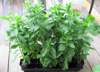 STEVIA