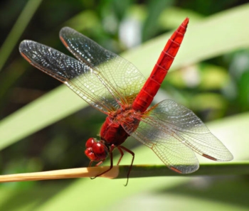 Gli insetti sono distribuiti per colore. E guidati dalle termperature