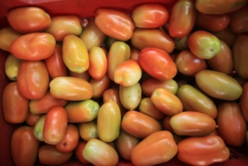 Pillola pomodoro a malati cuore per migliorare circolazione. Per difenderli da infarto e ictus