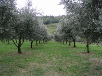 I CENTRI STORICI:  CAPURSO - 3^ parte