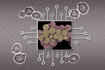 Costruito il primo chip biologico 'di precisione'. Nei circuiti cellule di lievito