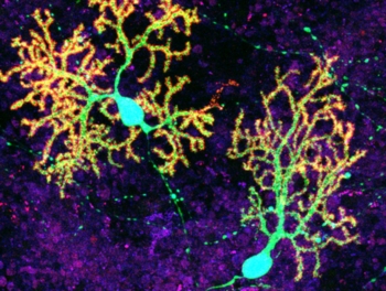 Possibile 'coltivare' il cervello in provetta. Prime strutture nervose auto-assemblate in 3D