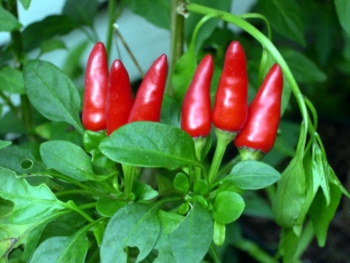 In peperoncino segreto antiobesità,è molecola gusto piccante. Aumenta metabolismo grassi come esercizio fisico