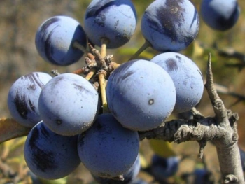 Pianta dei nonni del Molise si rivela arma contro i tumori. Iss brevetta mix con Prunus,a giugno in vendita come integratore