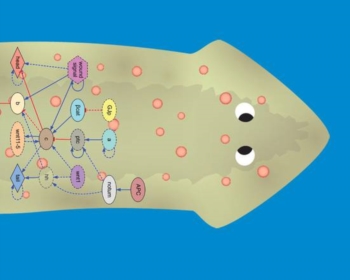 Lintelligenza artificiale scopre il segreto che rigenera gli organi. Debutta la 'robot science', basata sullanalisi di enormi quantità dati