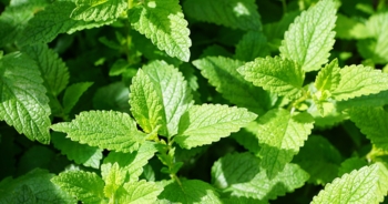 Menta piperita e cannella per aiutare la guarigione delle ferite