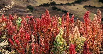 Proteine vegetali: alghe, quinoa e legumi le migliori