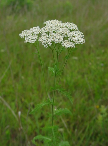 2° app. con la rubrica ''Aromaterapia e oli essenziali'': ''ACHILLEA''