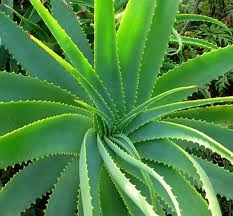 6° app. con la rubrica ''Il mondo delle piante'' a cura del prof. Chiapperini in collaborazione con il ''Vivaio la Riviera'': ''L'Aloe Vera''