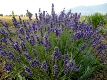 Spargere lavanda in un ambiente, è l'aroma della fiducia. Aumenta quella provata per il prossimo e spirito di negoziazione