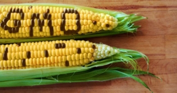 OGM: TAR del Lazio rigetta il ricorso per il mais Monsanto