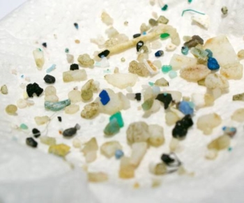 La microplastica che insidia gli oceani. Viene ingerita dai pesci e rilascia sostanze tossiche