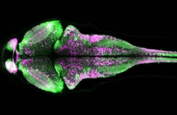 Ecco 'CaMPARI', la proteina che illumina il cervello di rosso. Più facile studiare i circuiti nervosi, anche quelli dell'amore