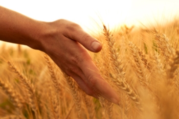 Cambiamenti climatici mettono a rischio produzione di grano