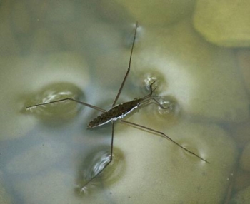 Malattie tropici in arrivo anche in Italia 'a bordo' zanzare. Esperti, 'insetti vettori mai così diffusi nel mondo'
