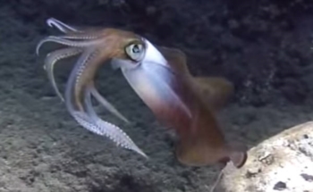 Pellicole dell'invisibilità ispirate ai calamari. Sono usa e getta, sottilissime e flessibili