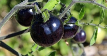 Pomodoro nero No OGM: presto anche in Italia le piantine per l’orto