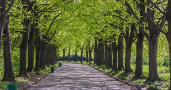 Vivere vicino agli alberi fa sentire più felici e in salute