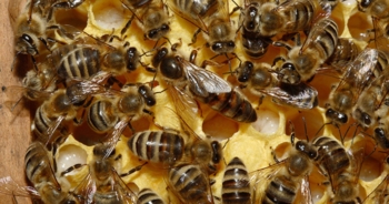 Glifosato e metalli nelle api e nel miele: lo studio di Legambiente