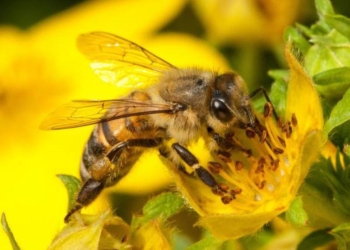 Scoperto il vaccino naturale delle api. Chiave per garantirne la sopravvivenza