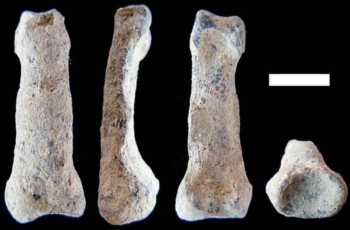 I resti della più antica mano umana. Hanno 1,8 milioni di anni
