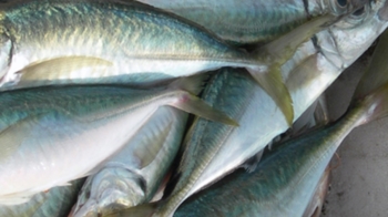 Pesce azzurro, aceto e melograno: ecco la ricetta anti Alzheimer. Consigliati anche dieta ricca verdure e frutta, e movimento